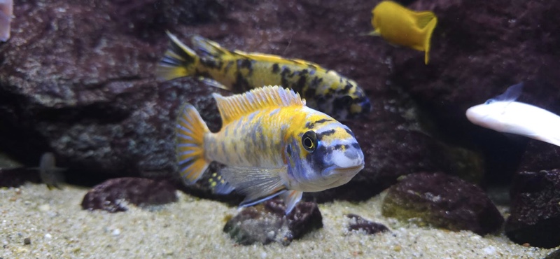 Labeotropheus trewavasae 'Border'